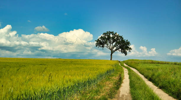 istock Lonely tree in fresh grain, dirt road. 1925959685