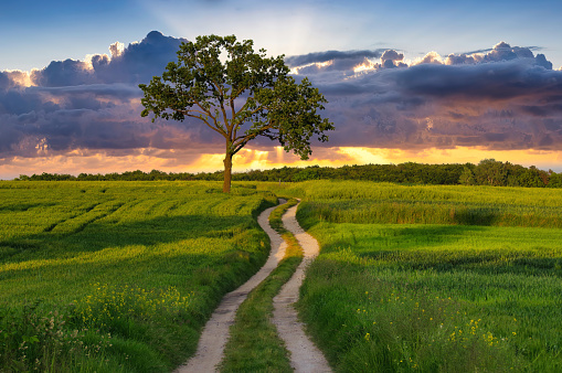 Beautiful landscape, sunset, lonely tree and road through the fields.