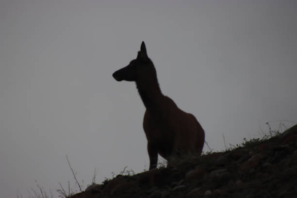 istock Silhouette of a Deer on a Hill 1925967110