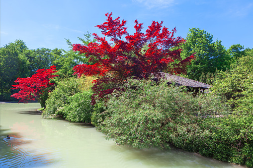 Beautiful landscape with red tree and hut on the bank of the river