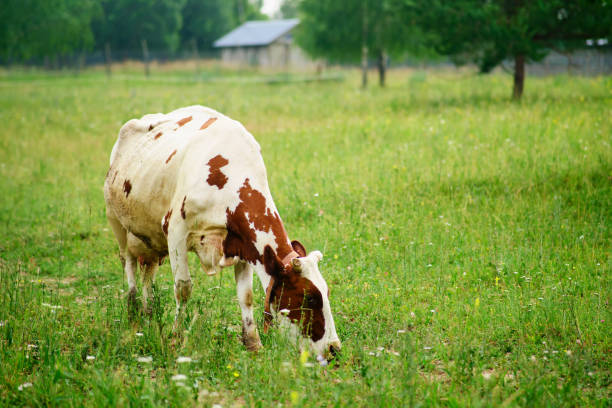 The cows are given fresh grass, which is essential for their health and well-being.