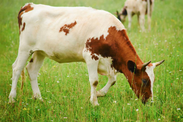 istock The cows have a natural instinct to graze and roam, which is why the farm provides ample space for them to move around freely. 1925973925