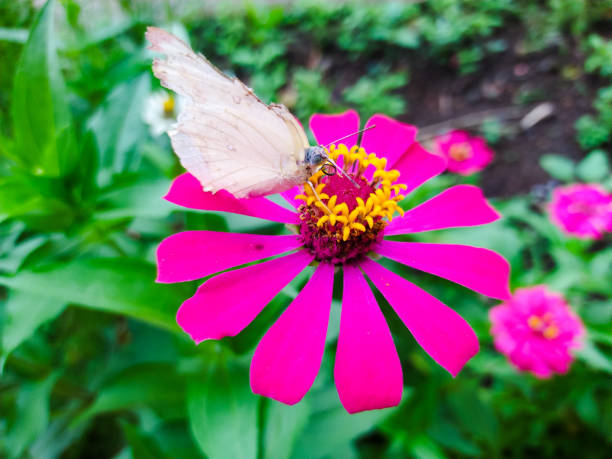 Bunga kertas or Zinnia sp. which is infested with butterflies