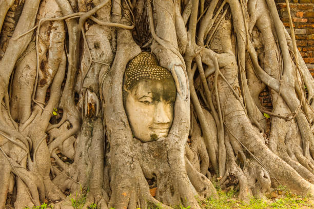 istock Buddha head embedded in a banyan tree at Wat Mahathat 1926016775