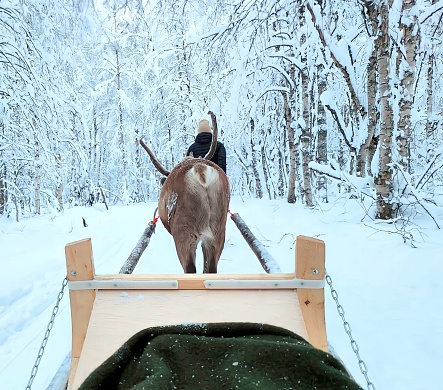 Gliding through a snowy Lapland forest, a sleigh drawn by reindeer creates a magical scene. The crisp air carries the laughter of passengers, and the serene landscape is adorned with a blanket of snow, capturing the enchantment of this winter journey.