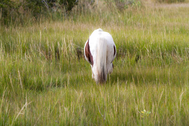Chincoteague Horses