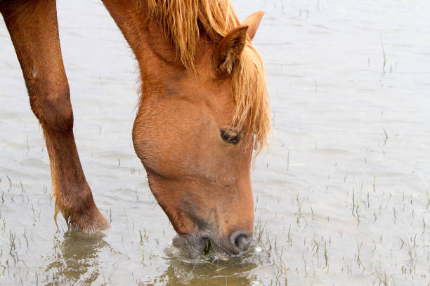 istock Horses of Chincoteague 1926082504