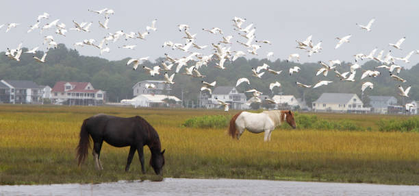 Horses of Chincoteague