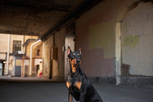the dog is in town. Standard German pinscher on the background of a wall, arch, tunnel , entrance, building. Urban architecture