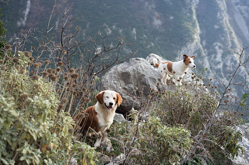 two red-white dogs against the backdrop of mountains in the park. Pet in the forest. Happy Jack Russell Terrier and Mix of Breeds