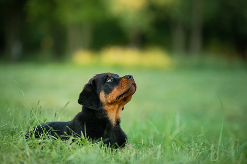 A puppy in the grass, in the park. Cute Rottweiler dog in nature. Walking with a pet in park
