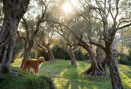 dog near the olive tree. Nova Scotia duck tolling retriever in nature. Toller on a walk in the green park