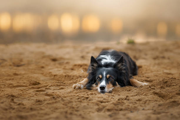 portret psa na tle bokeh. trójkolorowy border collie - spring bud horizontal color image zdjęcia i obrazy z banku zdjęć