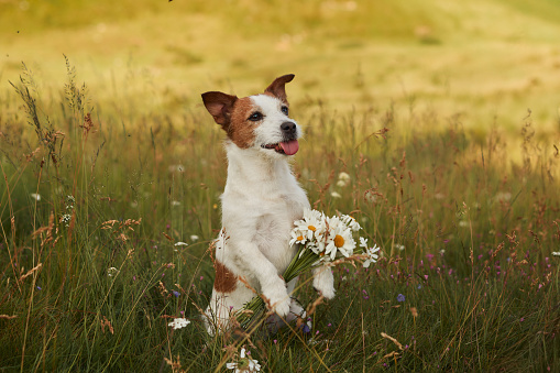 cute small jack russell dog sitting outdoors in yellow flowers meadow background. Spring time, happy pets in nature