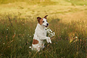 Jack Russell Terrier in the field. Funny pet in nature in autumn