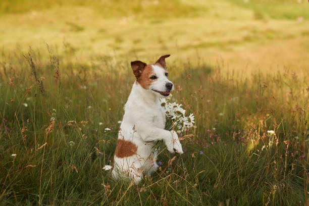 jack russell terrier in the field. funny pet in nature in autumn - terrier jack russell imagens e fotografias de stock