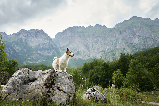 Courageous active dog in the mountains. Jack Russell Terrier stands on a stone and poses