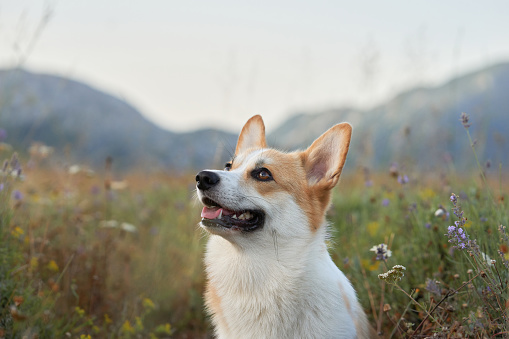 dog in a flowery field. smiling pembroke corgi in nature. Pet outside