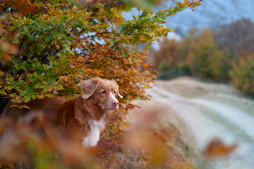 Nova Scotia Duck Tolling Retriever Amidst Autumn. A focused dog stands amidst vibrant fall leaves, evoking a sense of wilderness travels and serene exploration