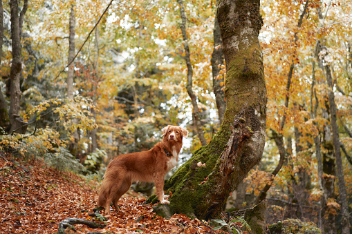 Nova Scotia Duck Tolling Retriever in Autumn Woods. A dog stands alert near a mossy tree surrounded by fall leaves, portraying the spirit of outdoor adventure