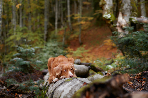 Dog in Forest, Nova Scotia Duck Tolling Retriever rests on a log amidst vibrant green woods, hinting an adventurous journey in the wilderness