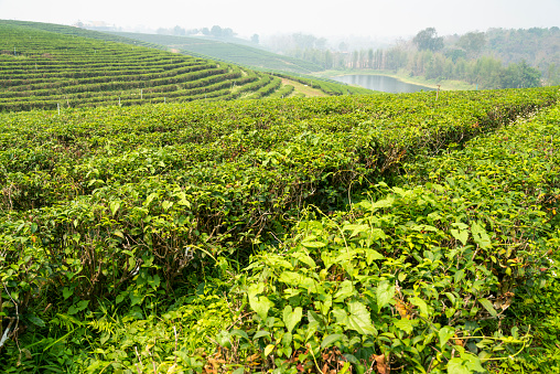Hundreds of rows of lush Thai tea plants,and river beyond,in one of Thailand's biggest,fine quality tea producing areas.Hazy,smokey landscape,during crop burning season.