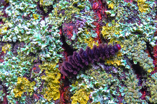 Butterfly caterpillar crawls over lichens, The nine-spotted moth or yellow belted burnet (Amata phegea, Syntomis phegea)