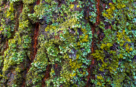 Lichens overgrown tree trunk, symbiosis of fungus and algae, indicator species