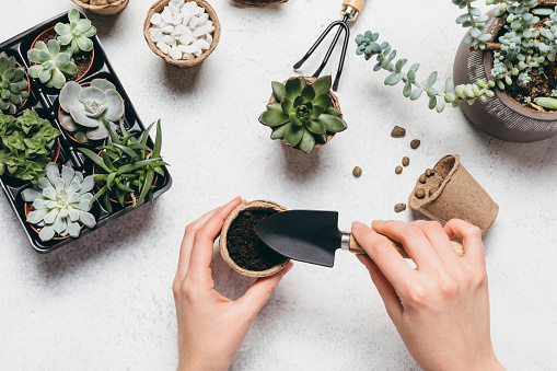 Gardening - set of tools for gardener and succulents seedlings on white table background. Spring garden works concept, home jungle, home hobby for whole family.