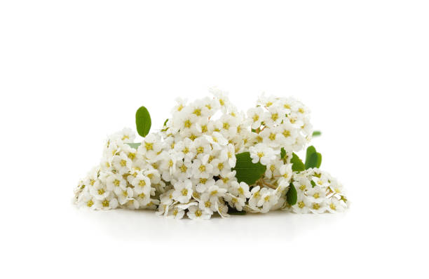 istock White branch of spirea. 1926124451