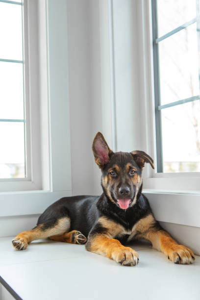 istock Puppy window portrait 1926126123