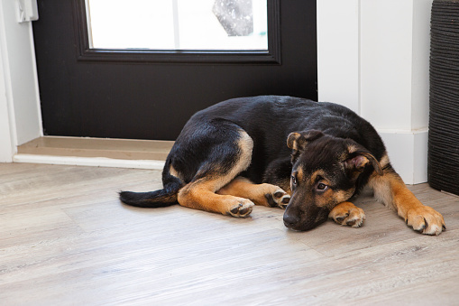 3 months old german shepherd dog laying infront of back door waiting to be let out.