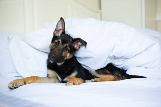 istock Lazy Dog on white bed 1926128804