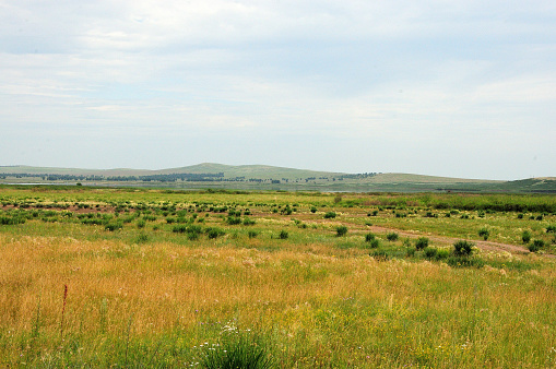 Flat steppe with tall yellowed grass and low bushes at the foot of a range of hills under a cloudy sky. Khakassia, Siberia, Russia.