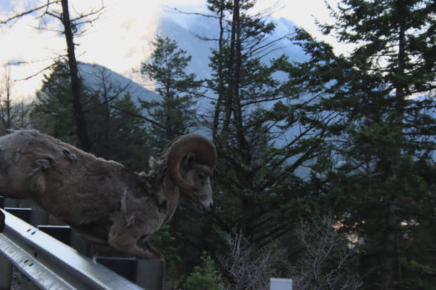 istock Big Horned Sheep Jumping Guardrail 2 1926185788