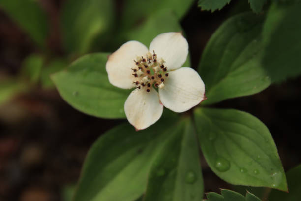 istock Close Up Canadian Dwarf Cornel with Raindrops 1926187365