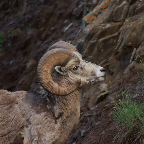 istock Square Bighorn Sheep Loking at Hill 1926192117