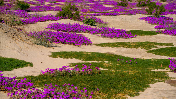 Vivid Sand Verbena and other plants growing on desert sand dunes