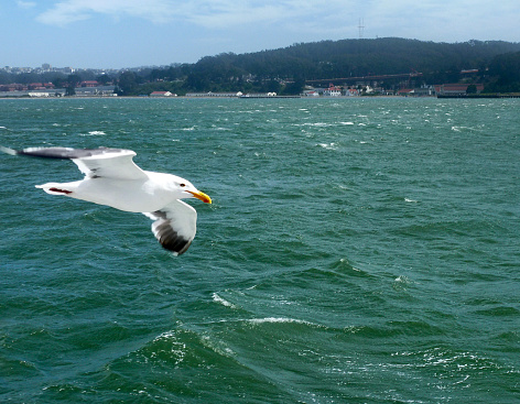 I made a seagull friend as he sailed along our boat in San Francisco Bay