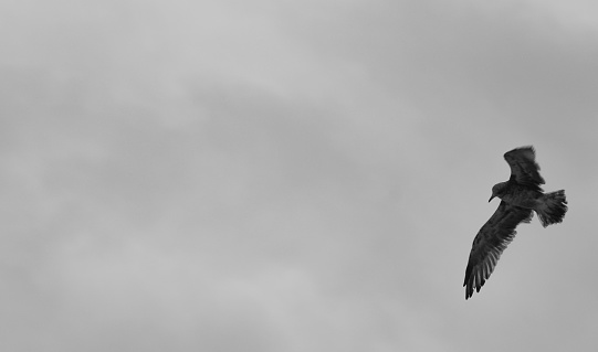 A  long gull is silhouetted against a stormy sky, Washington State