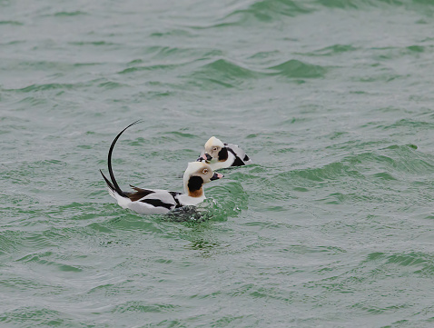 Two male long tailed ducks in close proximity to each other seen in Lake Ontario.