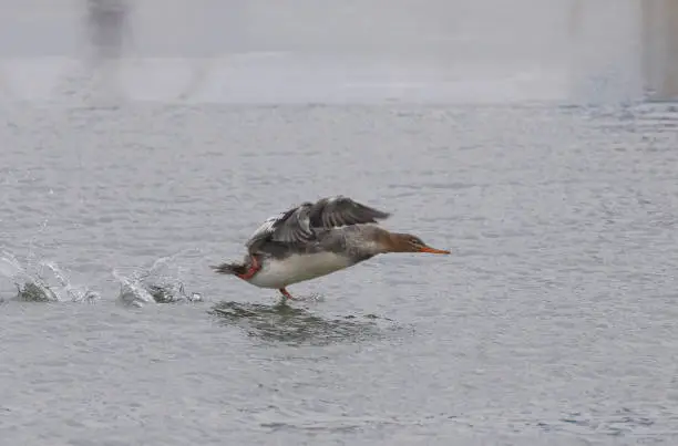 A common merganser running on the wate as it gets ready to take off.