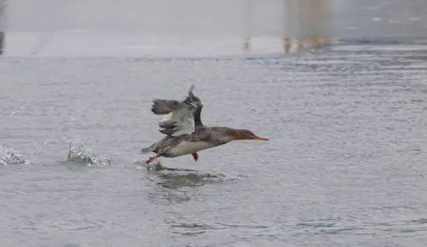 A common merganser running on the wate as it gets ready to take off.