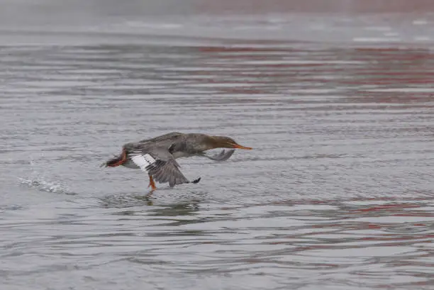 A common merganser running on the wate as it gets ready to take off.