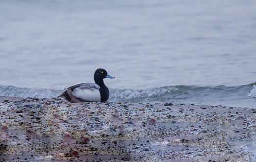 A greater scaup duck sitting on the beach.