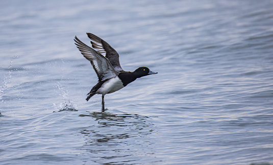 A greater scaup duck with wings up and aboutto fly.