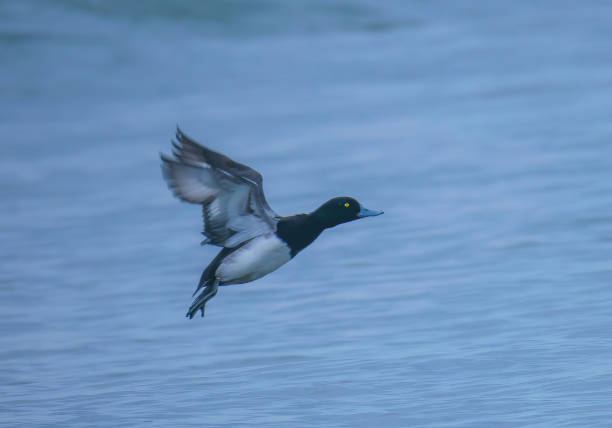 istock Greater Scaup Duck In Flight 1926238224