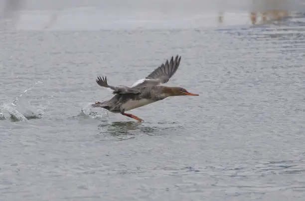 A common merganser running on the wate as it gets ready to take off.