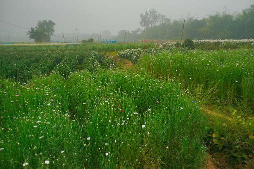 Multi-coloured aster flower garden of khirai, West bengal, India in full bloom. Huge cultivation of flowers to be exported in different foreign countries and generate huge earning for flower farmers.