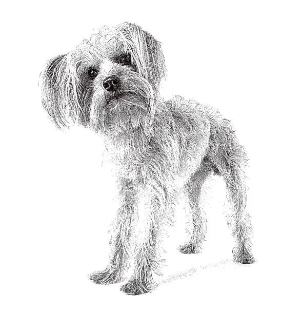 Vector illustration of Yorkshire Terrier Dog in animal shelter hoping to be adopted
